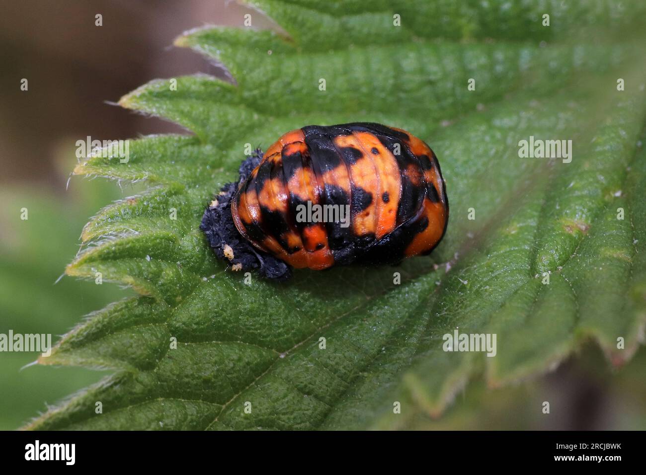 Harlequin Ladybird Harmonia axyridis pupa Foto Stock