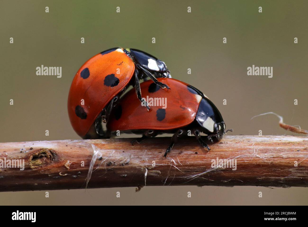 Accoppiamento di ladybirds a sette punti Coccinella septempunctata Foto Stock