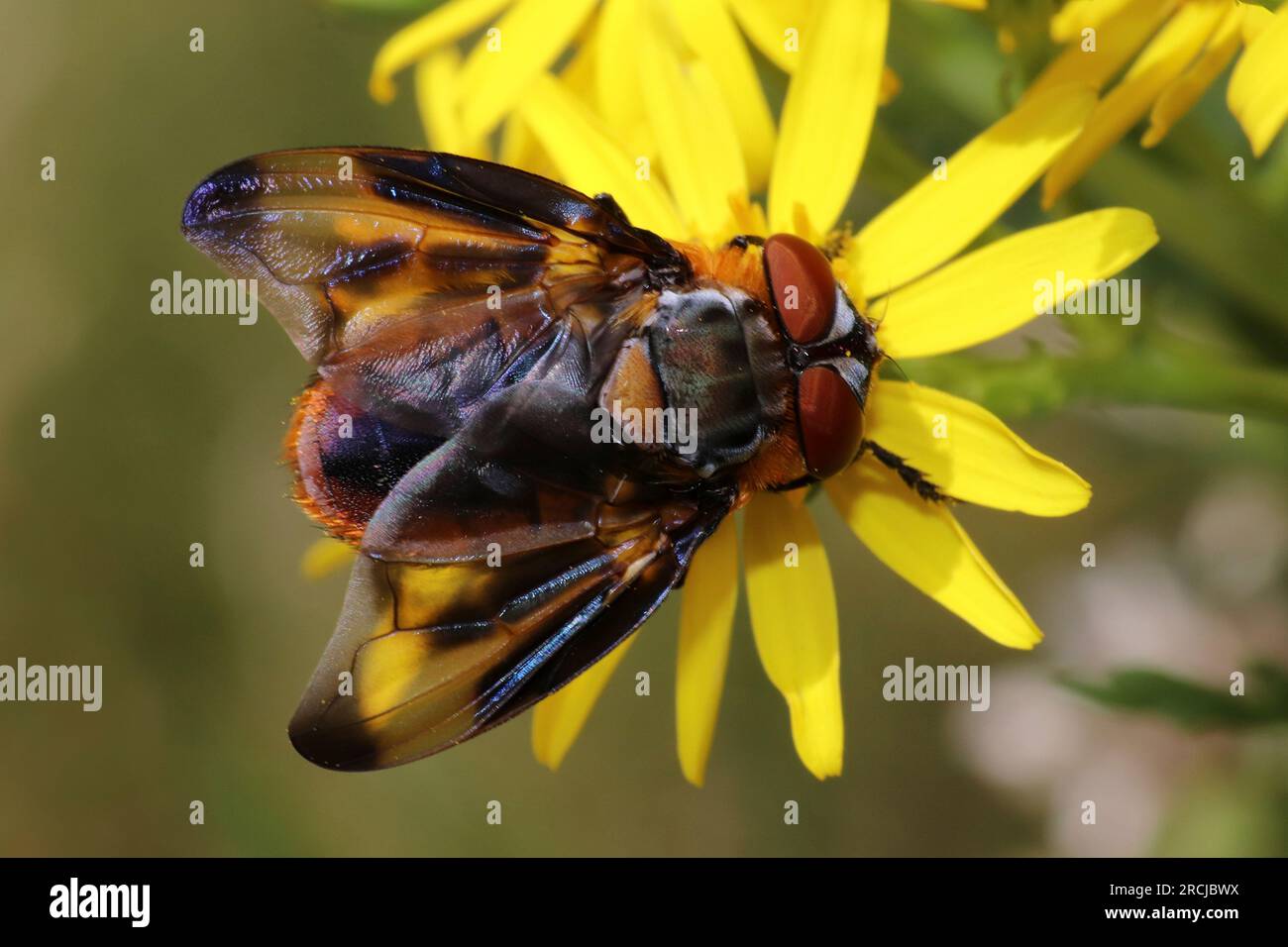 Tachinid Fly Phasia hemiptera - maschio Foto Stock