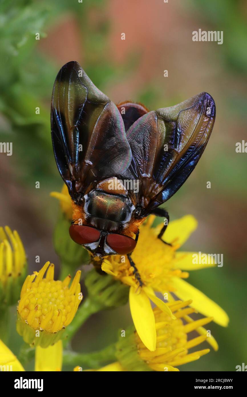 Tachinid Fly Phasia hemiptera - maschio Foto Stock