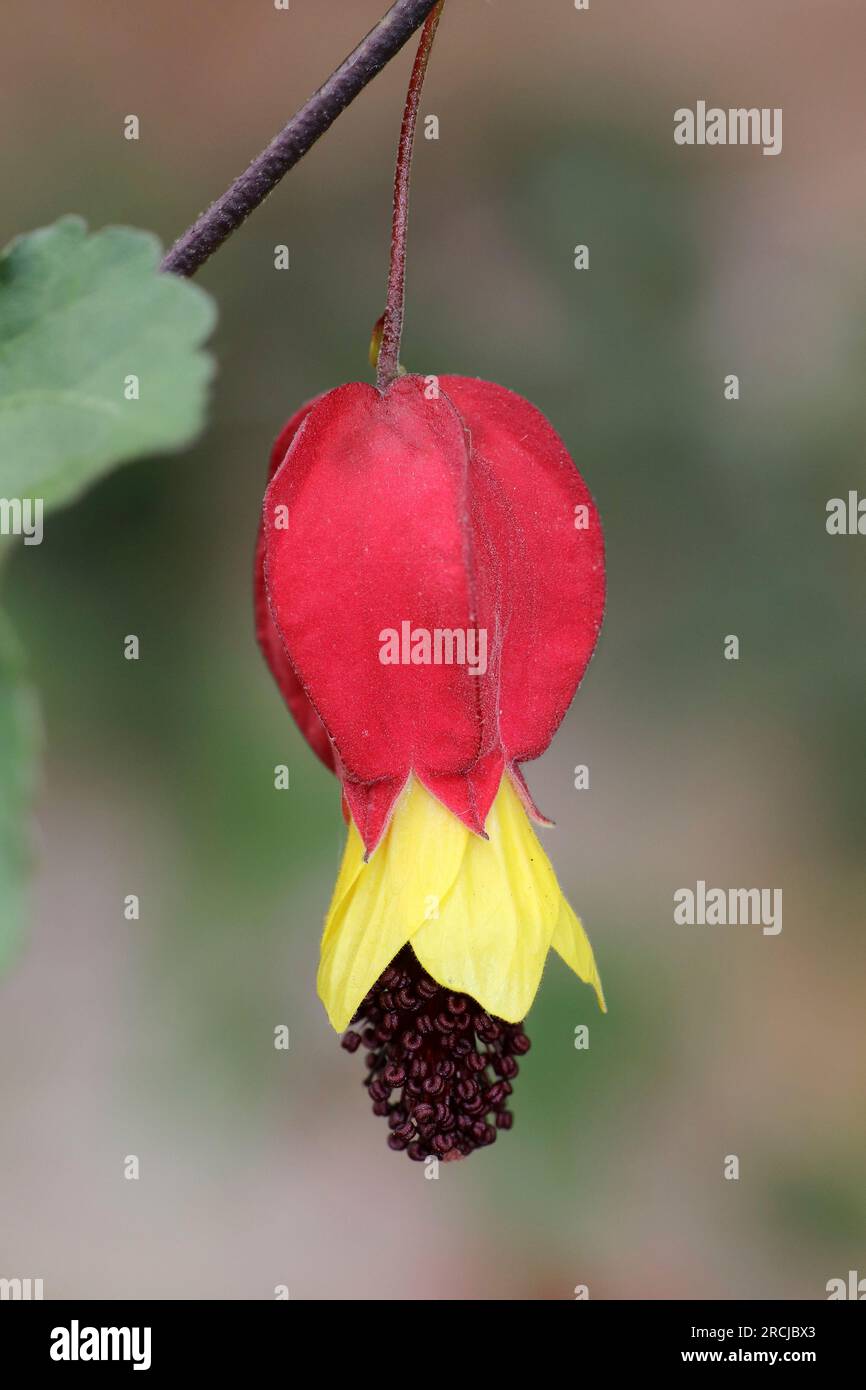 Abbandono finale - Abutilon megapotamicum sin. Callianthe megapotamica Foto Stock