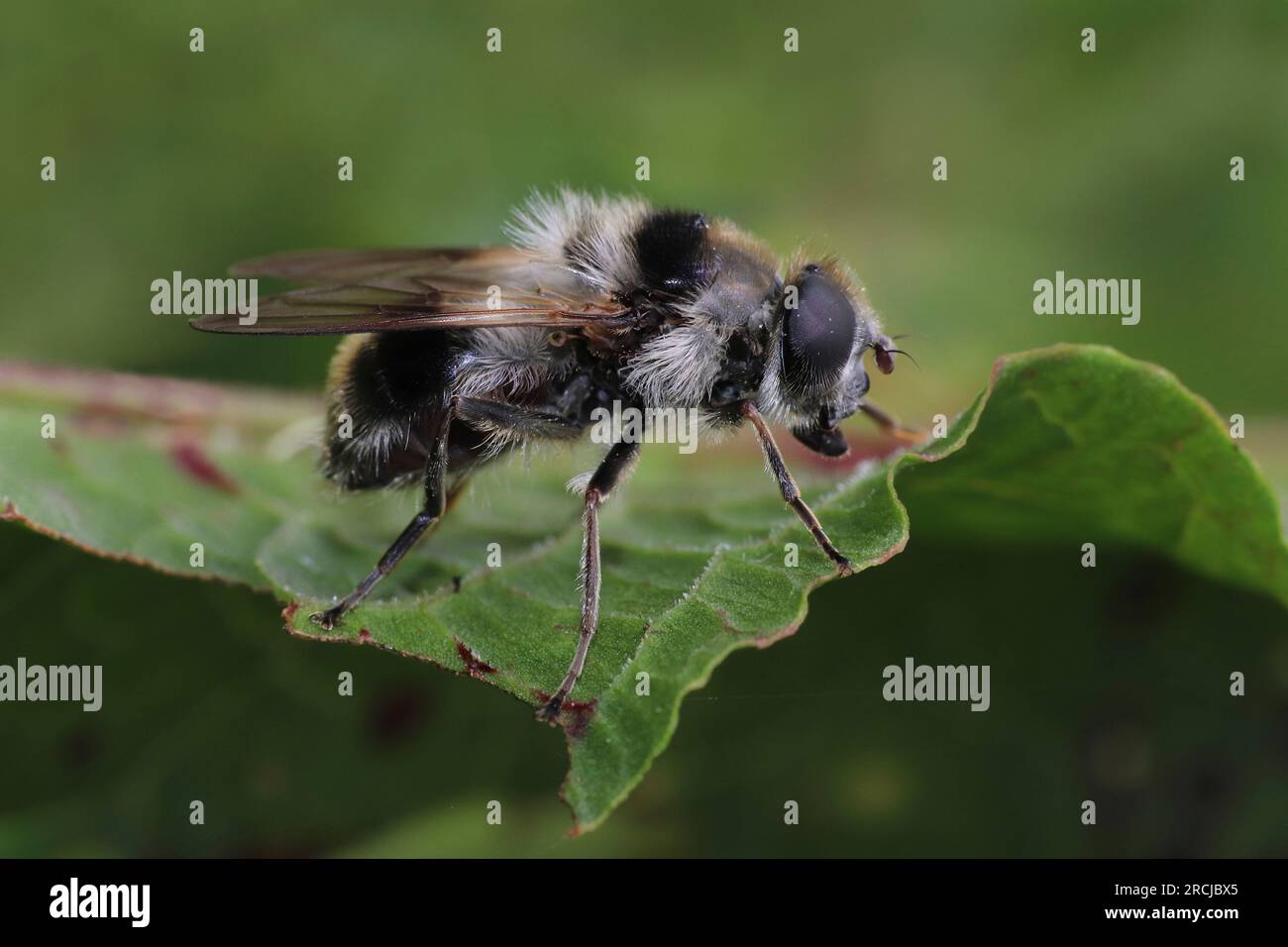 Ashy Mining Bee (Andrena cineraria) Foto Stock