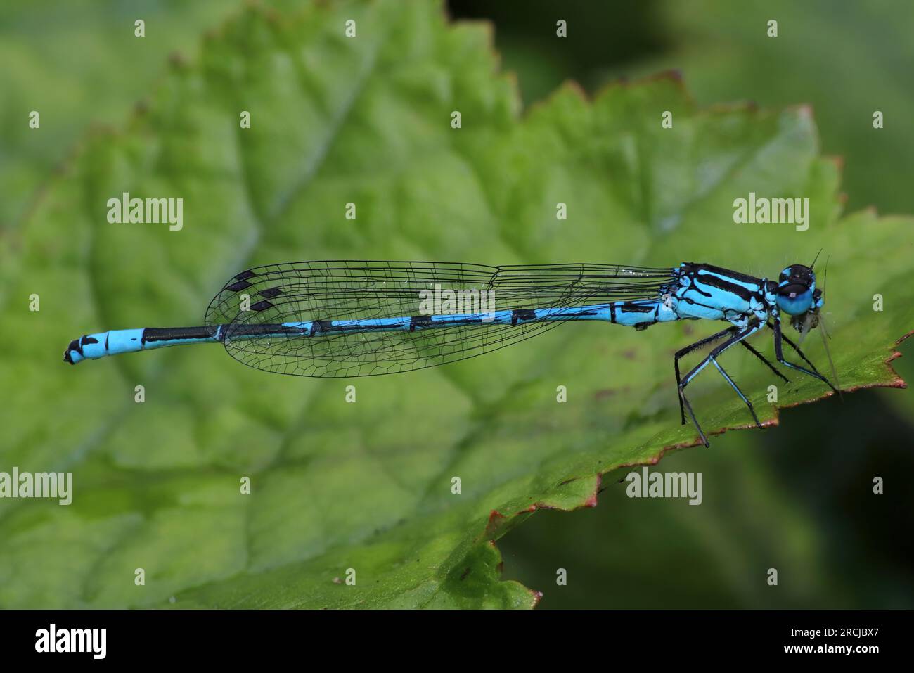 Azure Damselfly Coenagrion puella Foto Stock