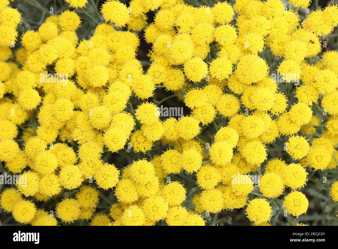 Il cotone lavanda Santolina chamaecyparissus Foto Stock