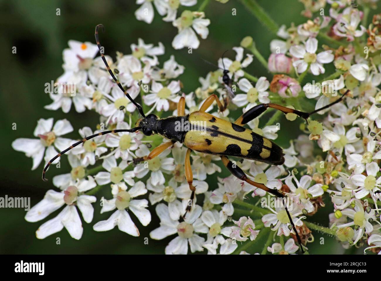 Harlequin Longhorn Leptura maculata syn Rutpela maculata, Strangalia maculata Foto Stock