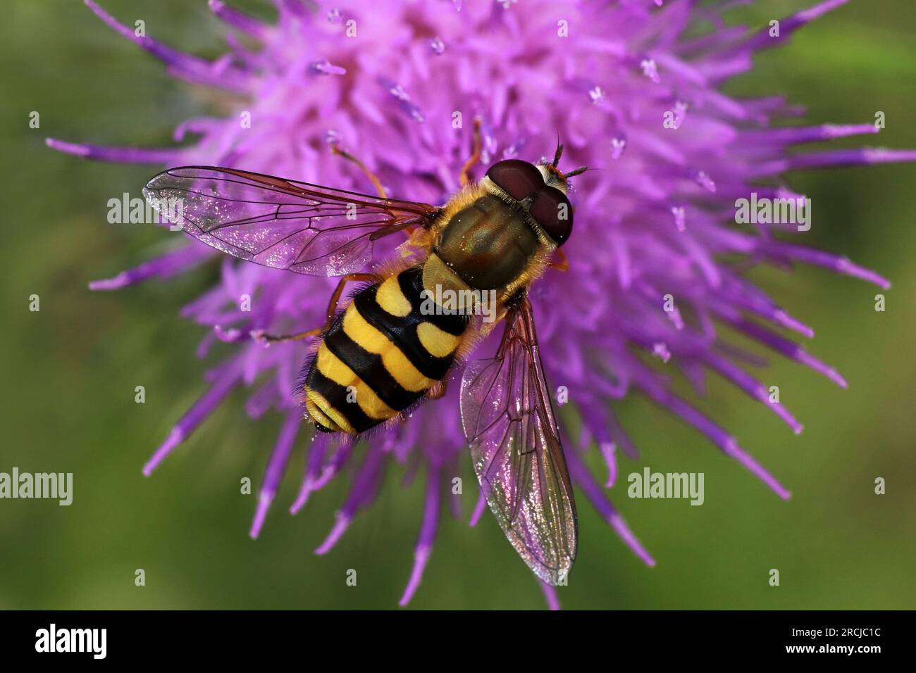 Hoverfly Syrphus ribesii che si nutrono di Fiore Foto Stock