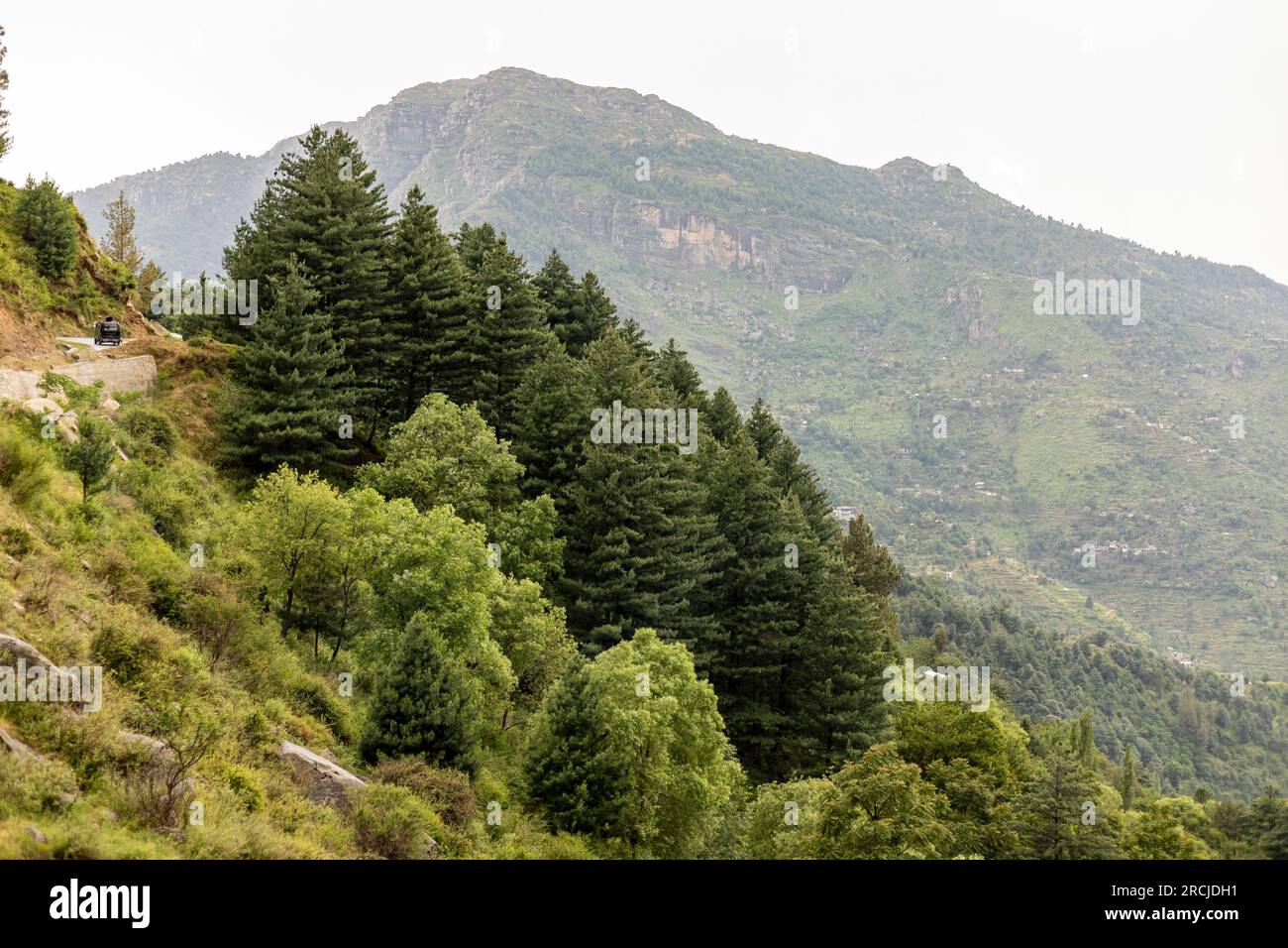 Splendida vista della foresta di cedri nella catena montuosa, della valle della palude, del Pakistan. Foto Stock