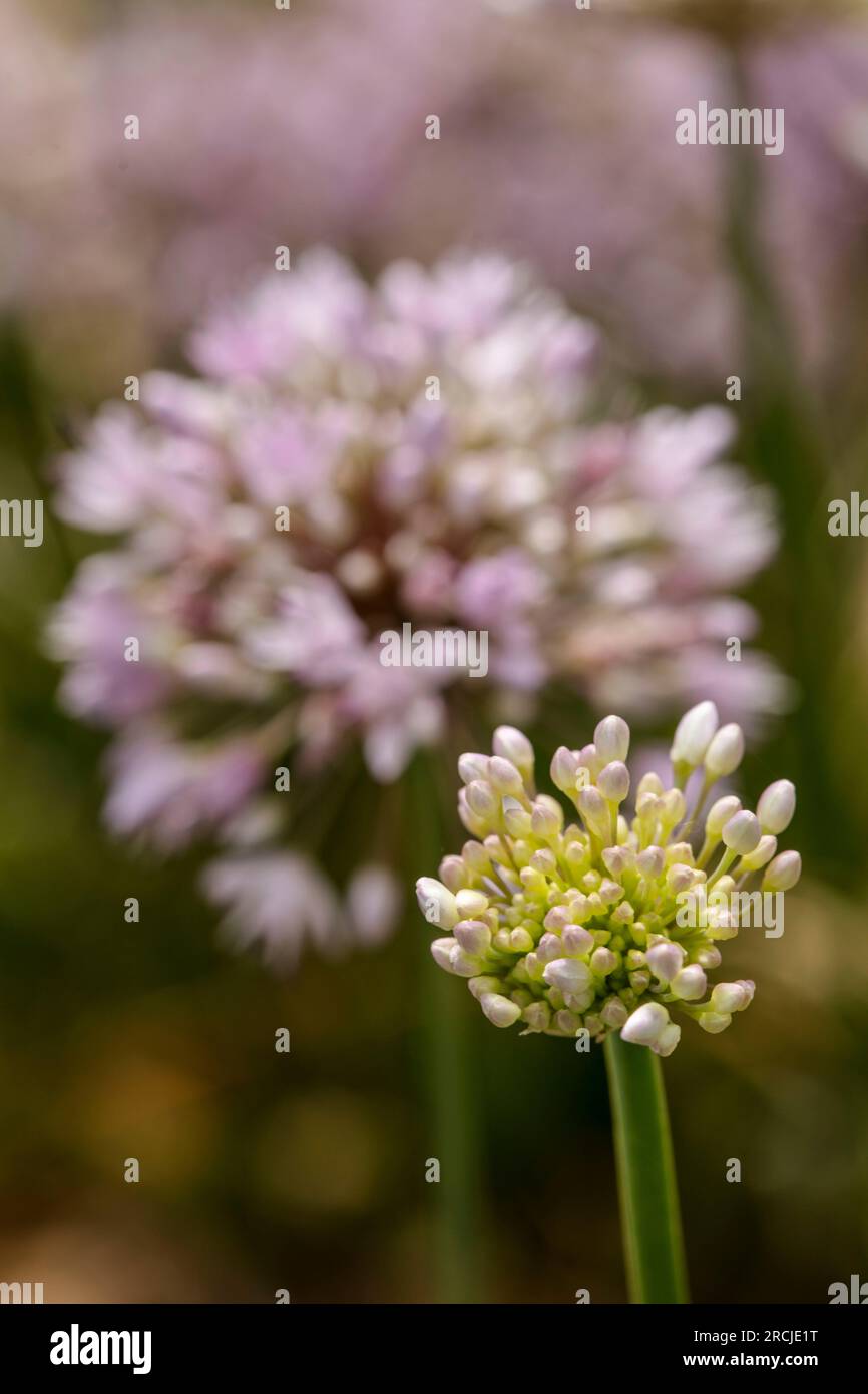 Ritratto naturale di piante alimentari ravvicinate di Allium Canadense, cipolla del Canada, aglio canadese, splendente al sole dell'inizio dell'estate Foto Stock
