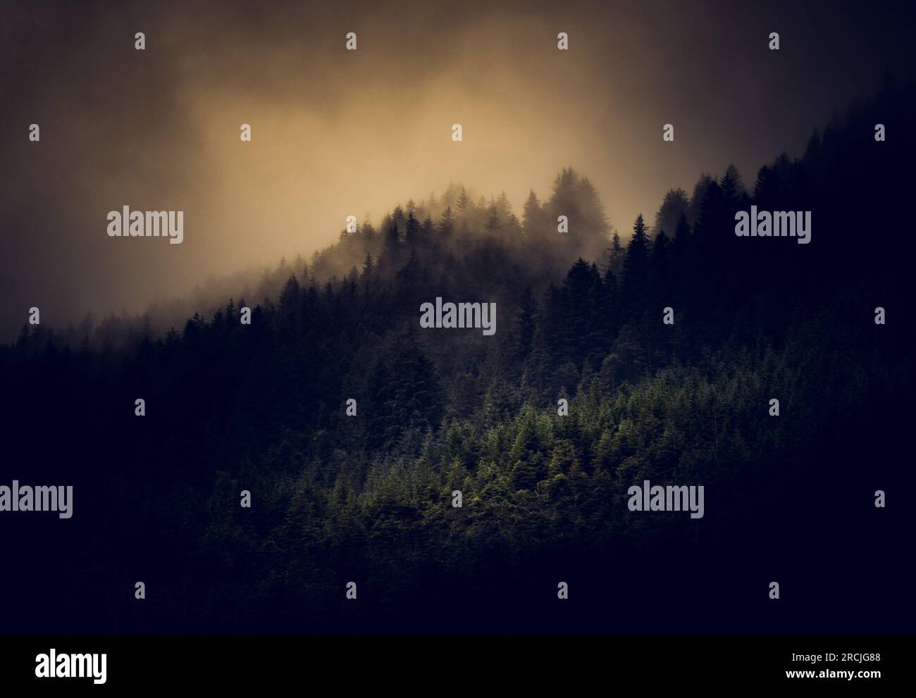 Forest at Sunset, Highlands scozzesi Foto Stock