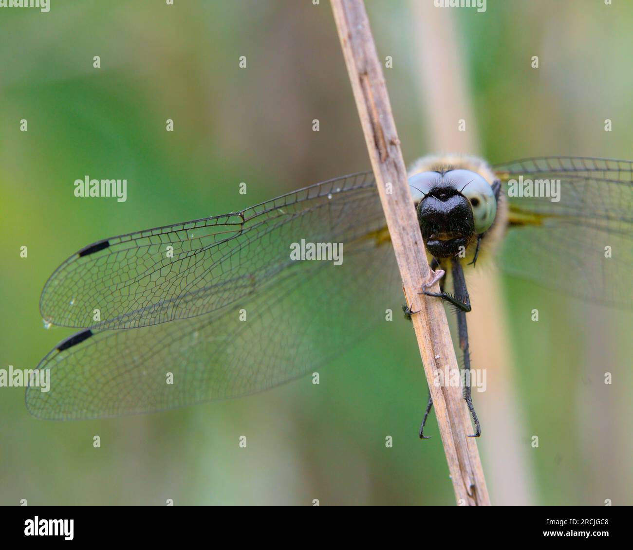 Libellula depressa fotografata in una giornata di sole vicino al caldo stagno. le libellule sono insetti fantastici. Una libellula sembra fantastica. Foto Stock