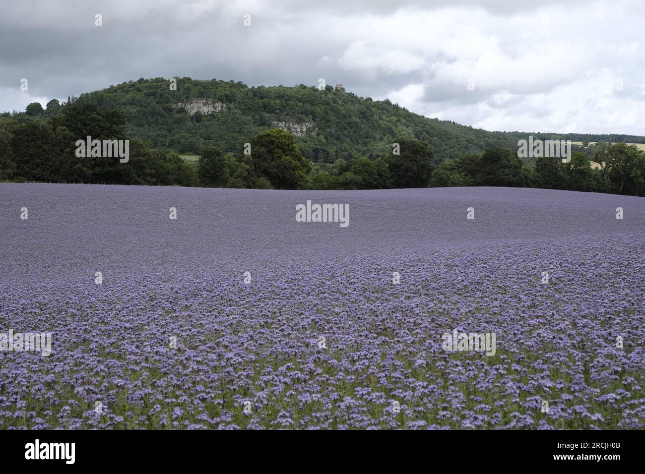 Denholm, Regno Unito. 15 luglio 2023. Coltivazioni agricole, Phacelia, tappezzano i campi vicino a Denholm, ai confini scozzesi. La coltura utilizzata come terreno per migliorare il concime verde. Una specie annuale. Phacelia è efficace nel prevenire la lisciviazione dell'azoto e nel sopprimere le erbacce, grazie alla sua rapida costituzione. Sebbene non sia nota come una specie con radici profonde, la sua zona densa di radici poco profonde è molto buona per condizionare i 3-4 cm superiori di terreno. Credito: Rob Gray/Alamy Live News Foto Stock