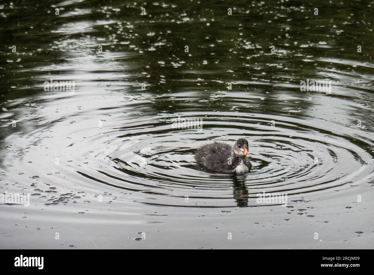 L'aspetto era scruffato ma carino, una pulcino che nuota nello stagno in Inghilterra, Regno Unito. Gallinula chloropus. Foto Stock