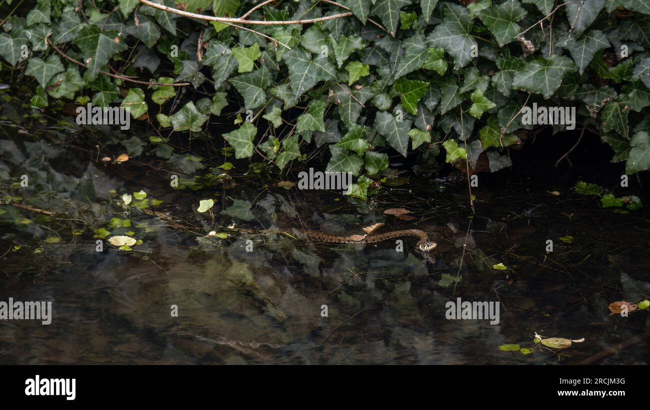 Giovane serpente d'erba che nuota nel fiume. Alias serpente rinchiuso, serpente d'acqua, Natrix natrix. Foto Stock