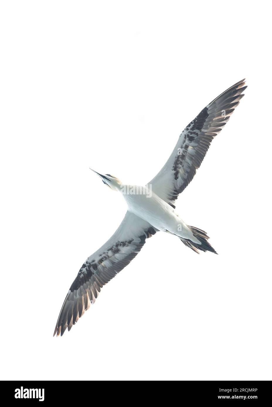 Gannet (Morus bassanus), in volo, immagine di alto livello, Noss NNR, Shetland Foto Stock