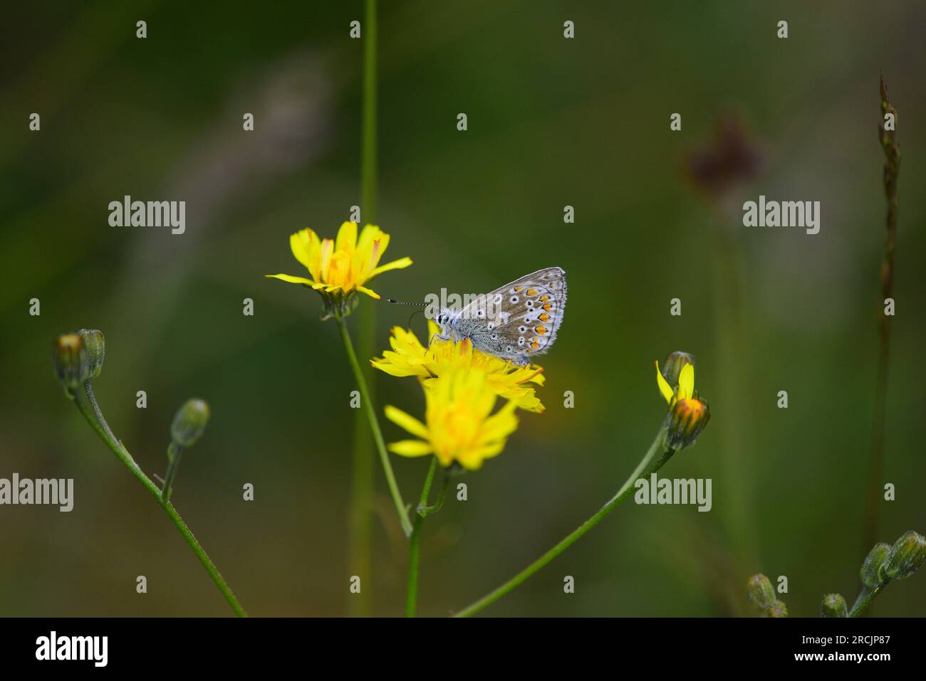 Farfalla Common Blue Polyommatus icarus Foto Stock