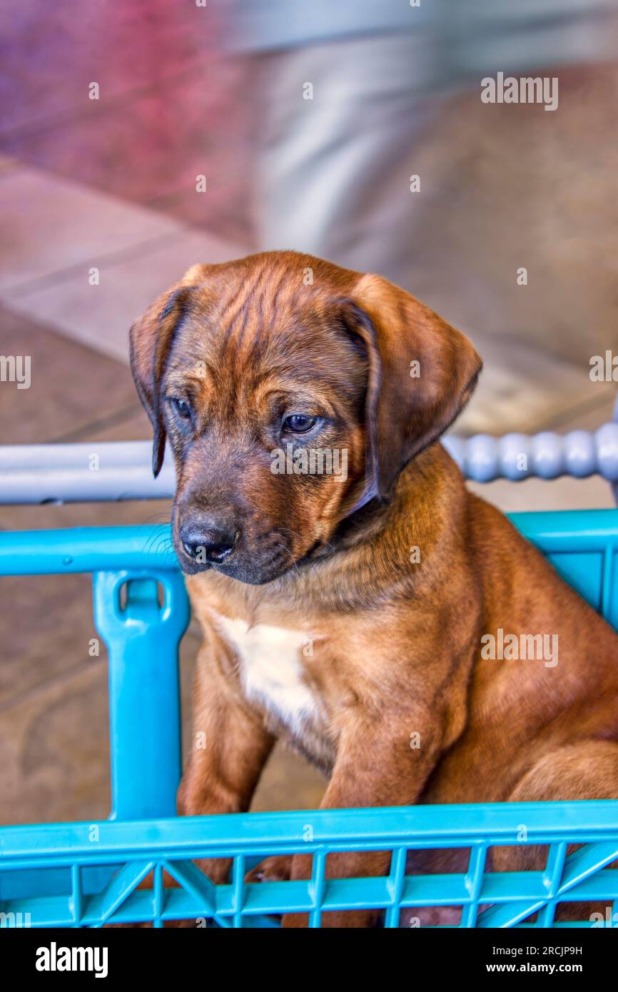 il cucciolo di rhodesian ridgeback in un carrello al centro commerciale era originariamente pane in africa per cacciare i leoni Foto Stock