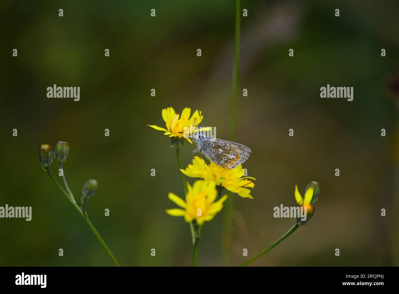 Farfalla Common Blue Polyommatus icarus Foto Stock