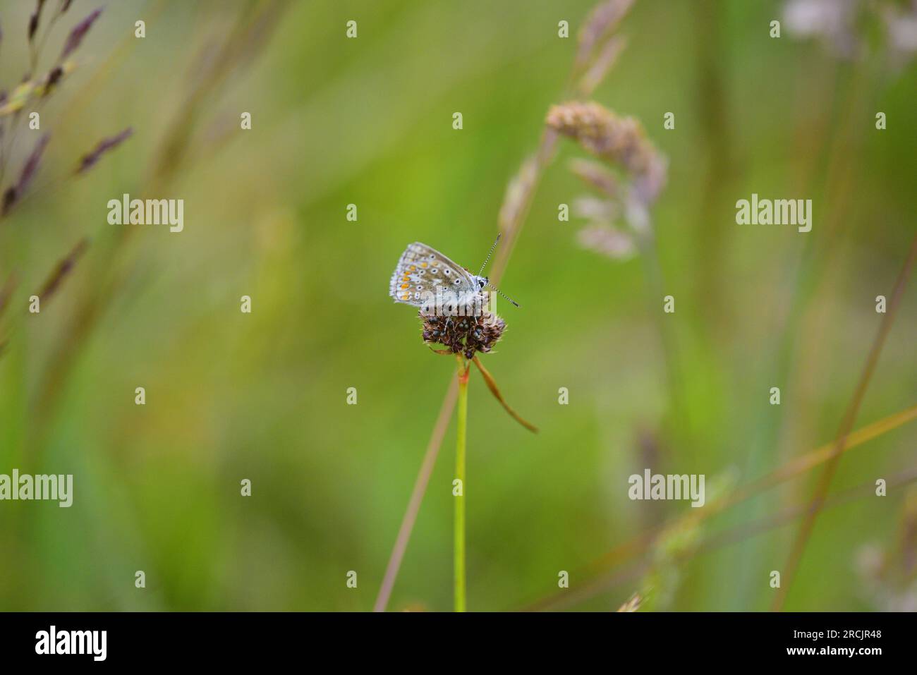 Farfalla Common Blue Polyommatus icarus Foto Stock