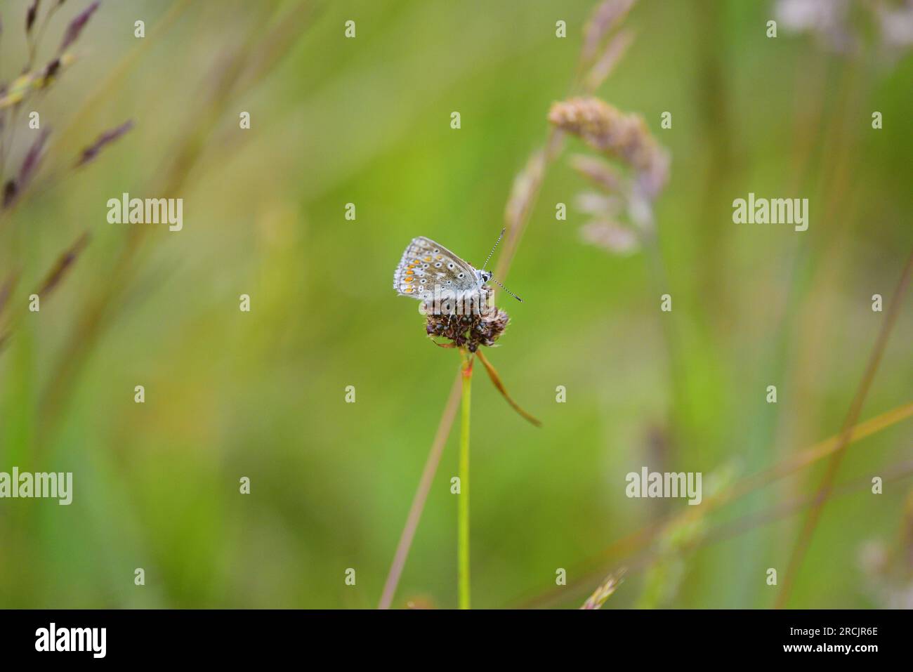 Farfalla Common Blue Polyommatus icarus Foto Stock