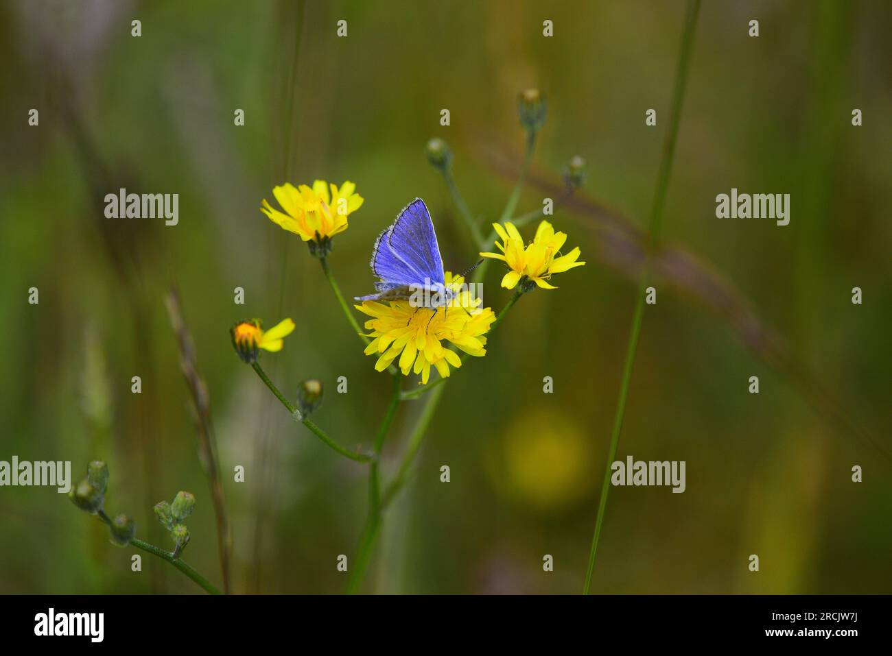 Farfalla Common Blue Polyommatus icarus Foto Stock