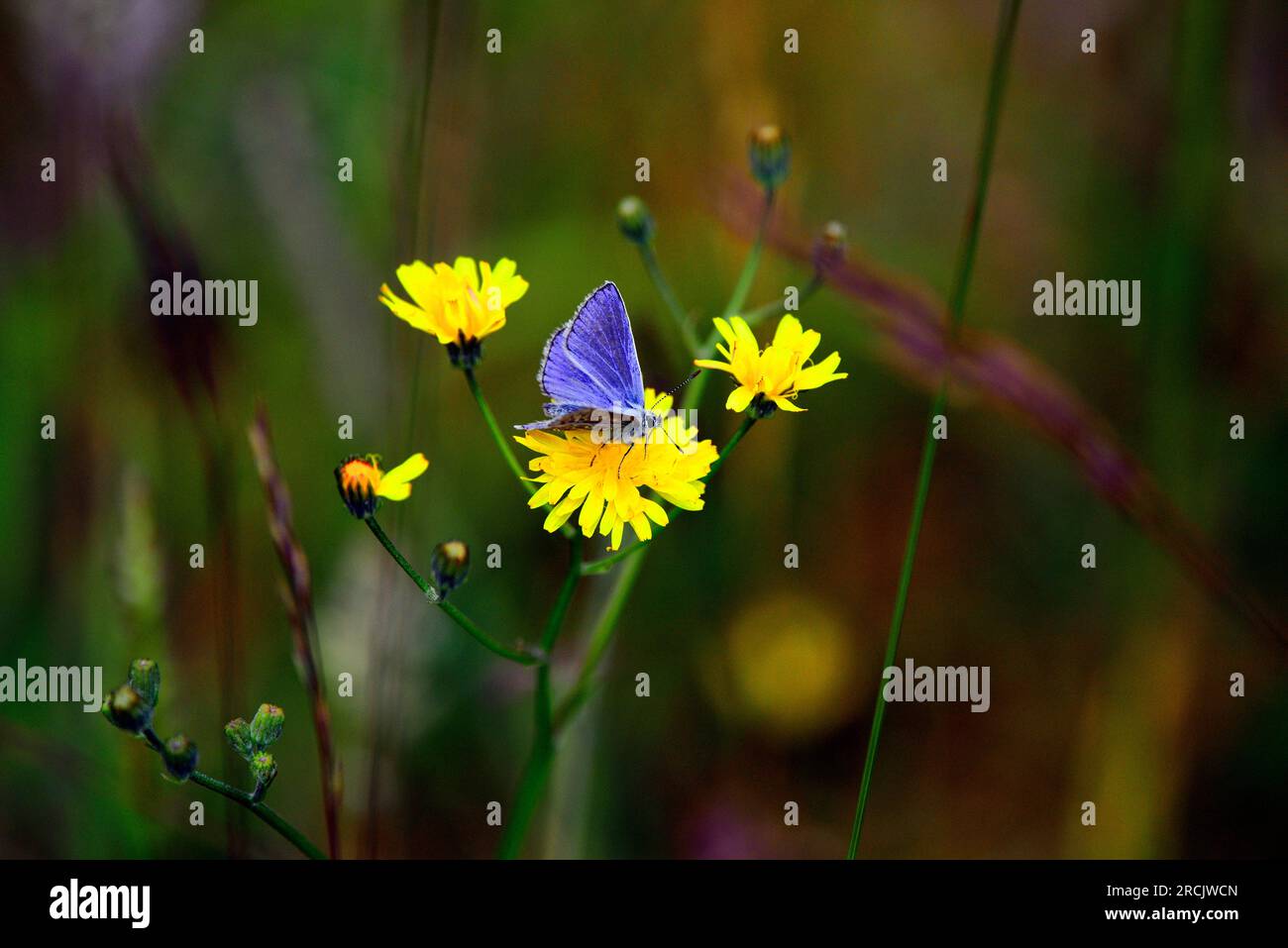 Farfalla Common Blue Polyommatus icarus Foto Stock