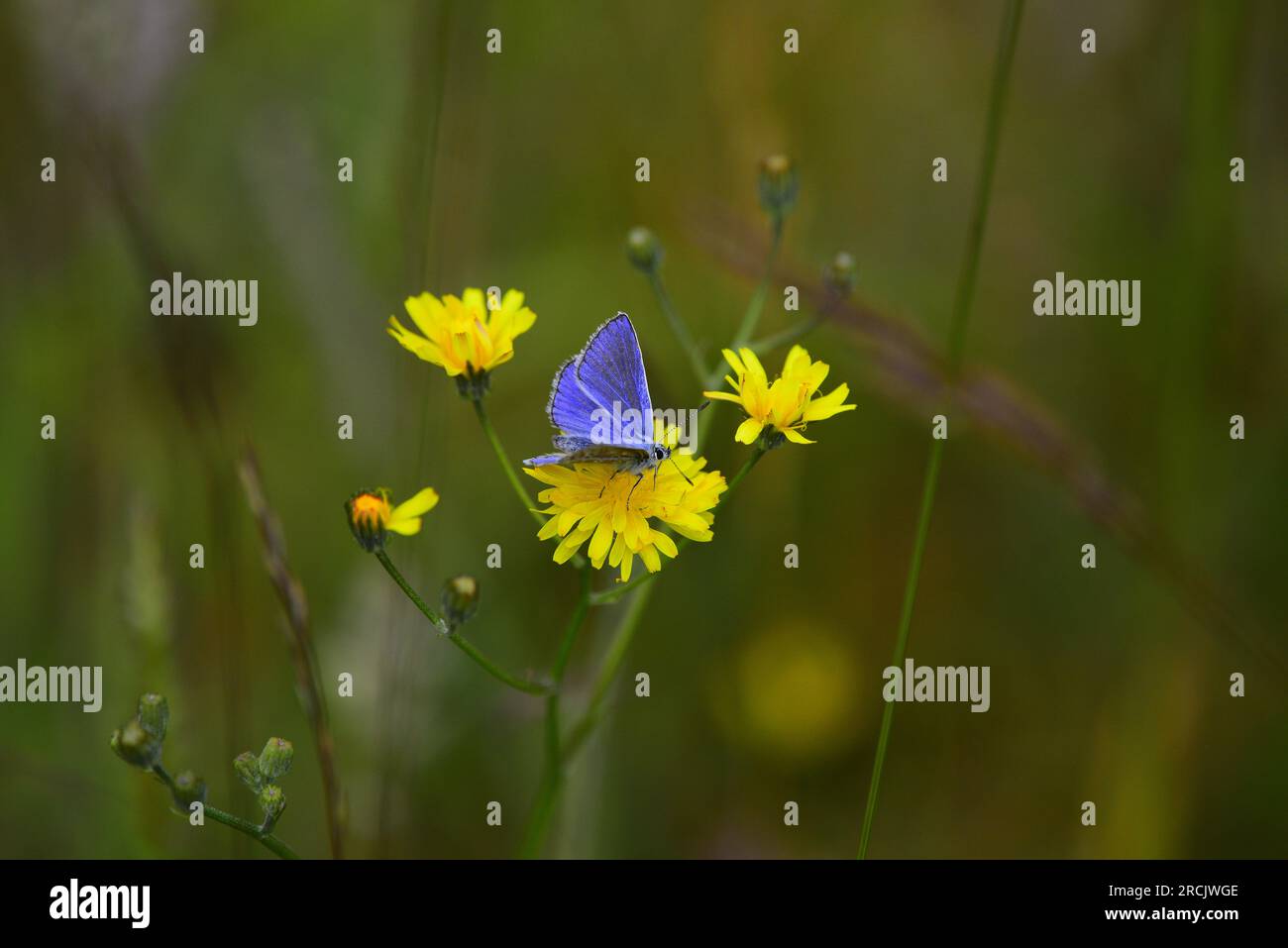 Farfalla Common Blue Polyommatus icarus Foto Stock