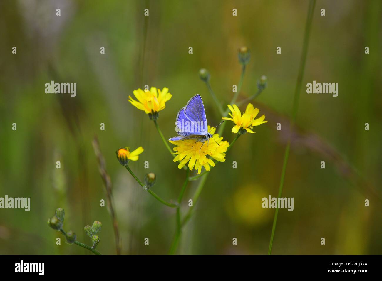 Farfalla Common Blue Polyommatus icarus Foto Stock