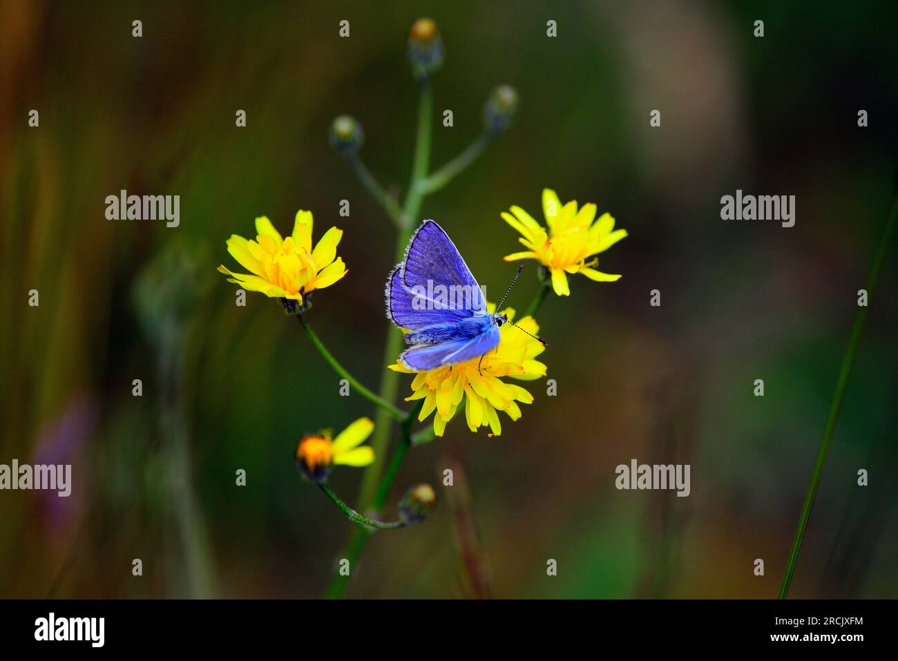 Farfalla Common Blue Polyommatus icarus Foto Stock