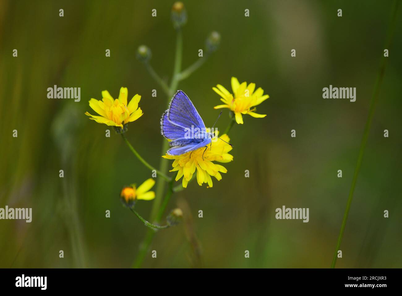 Farfalla Common Blue Polyommatus icarus Foto Stock