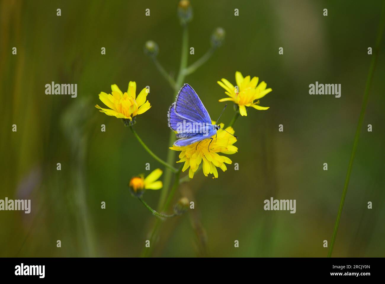 Farfalla Common Blue Polyommatus icarus Foto Stock