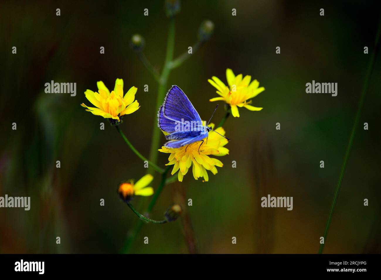 Farfalla Common Blue Polyommatus icarus Foto Stock