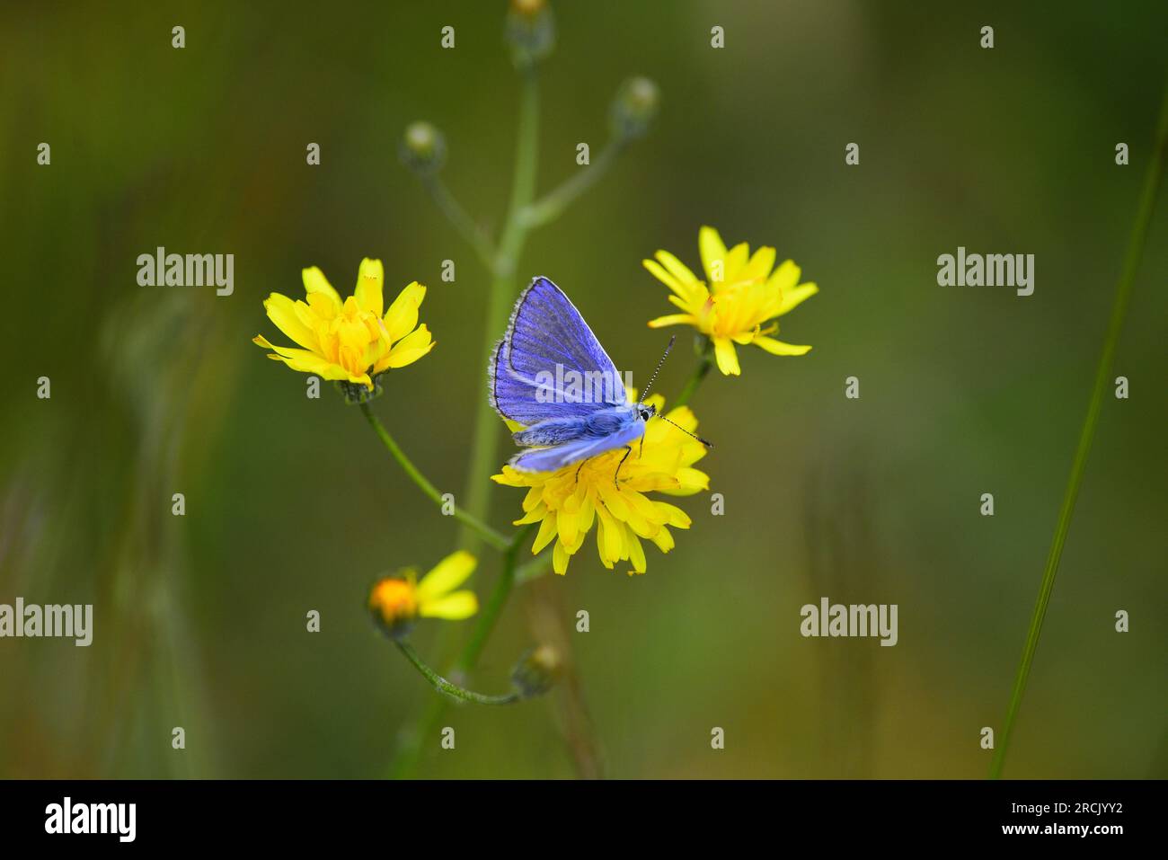 Farfalla Common Blue Polyommatus icarus Foto Stock