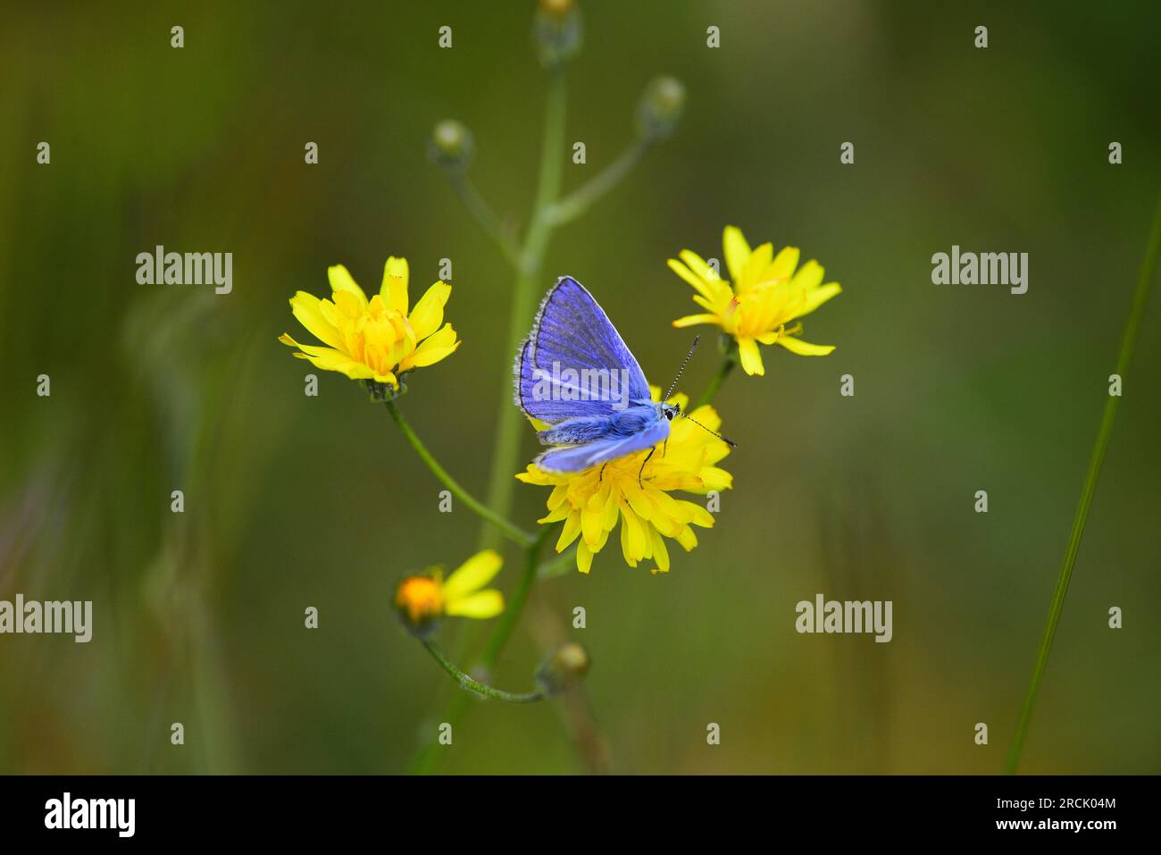 Farfalla Common Blue Polyommatus icarus Foto Stock