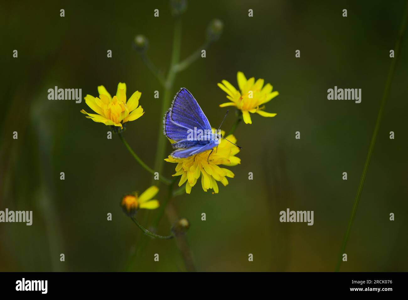 Farfalla Common Blue Polyommatus icarus Foto Stock