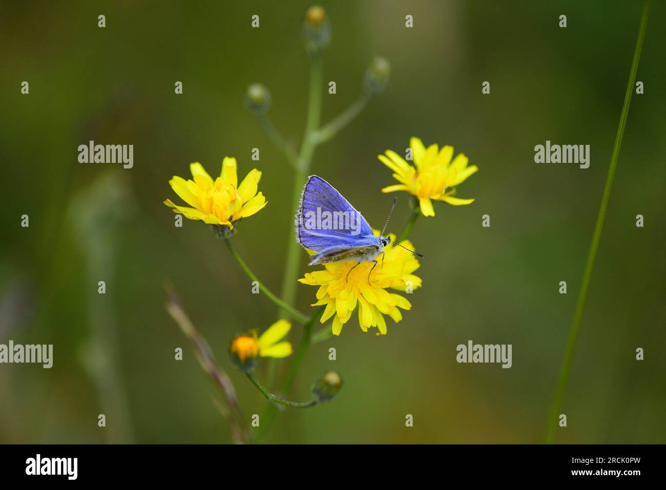 Farfalla Common Blue Polyommatus icarus Foto Stock