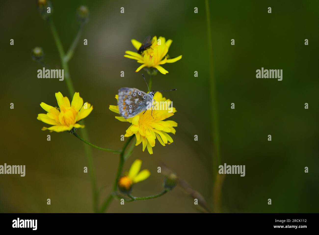 Farfalla Common Blue Polyommatus icarus Foto Stock