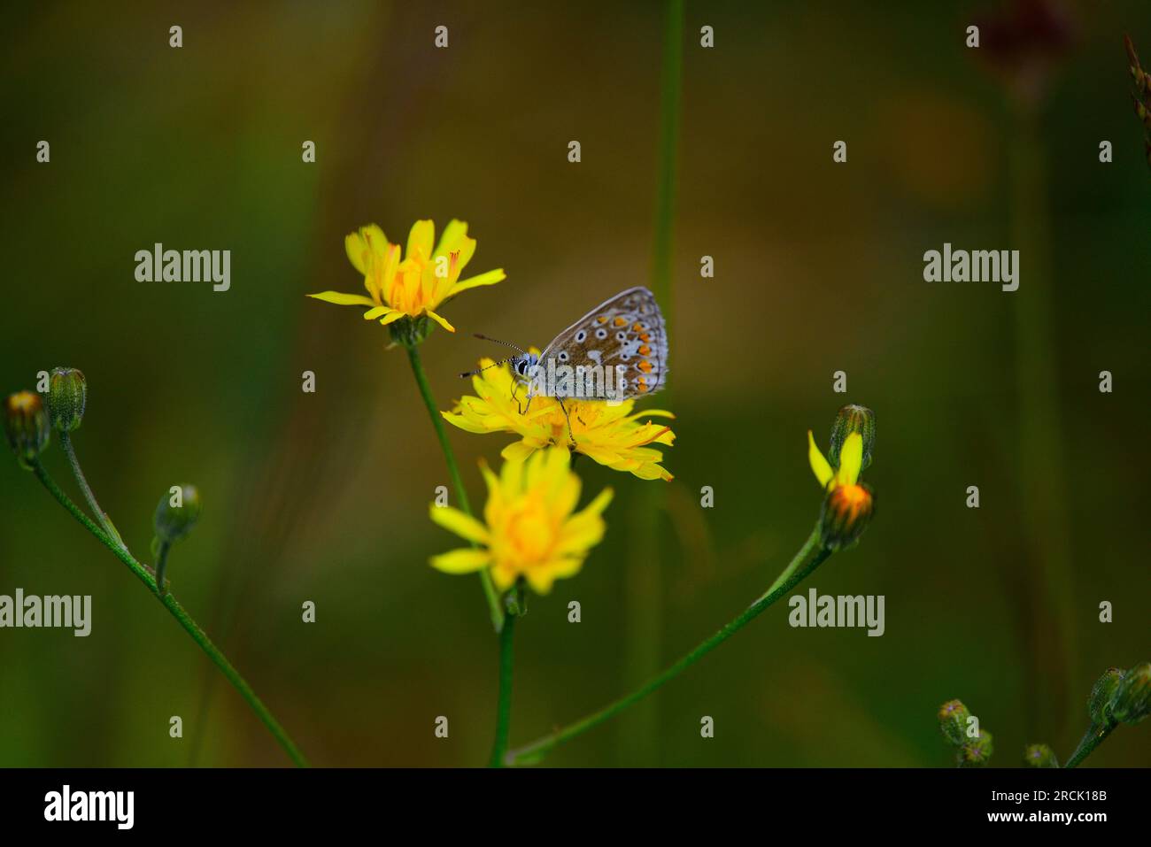 Farfalla Common Blue Polyommatus icarus Foto Stock