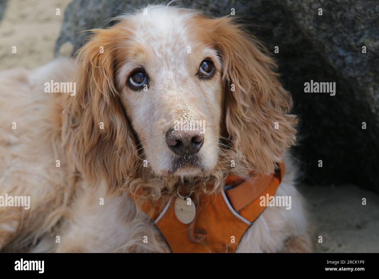 Ritratto di un simpatico cane spaniel con la sabbia sul naso Foto Stock