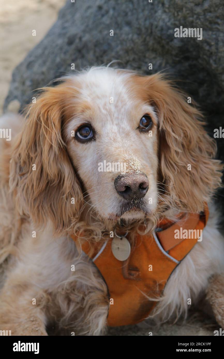 Ritratto di un simpatico cane spaniel con la sabbia sul naso Foto Stock