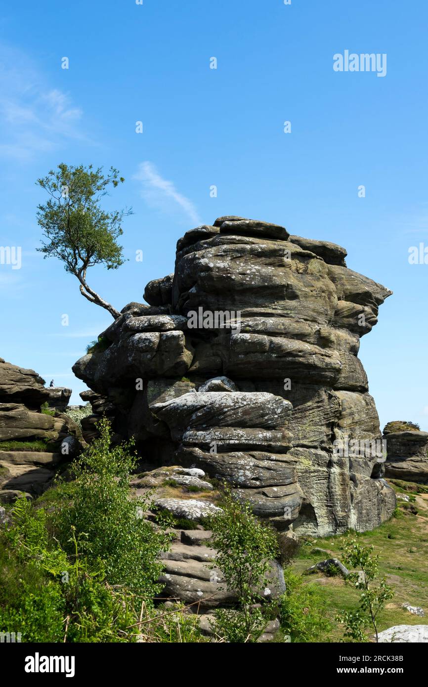 Albero che cresce nella roccia, Brimham Rocks, Harrogate, North Yorkshire, Inghilterra, REGNO UNITO Foto Stock