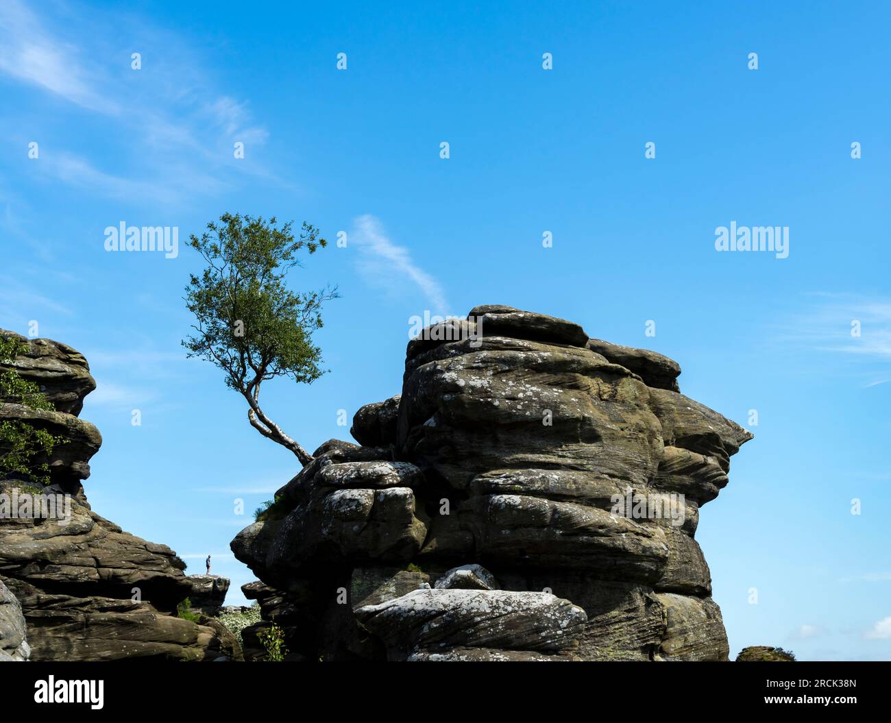 Albero che cresce nella roccia, Brimham Rocks, Harrogate, North Yorkshire, Inghilterra, REGNO UNITO Foto Stock