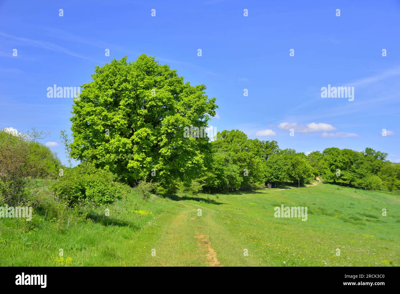 Querce verdi sotto il cielo azzurro all'inizio della primavera nei Carpazi Foto Stock