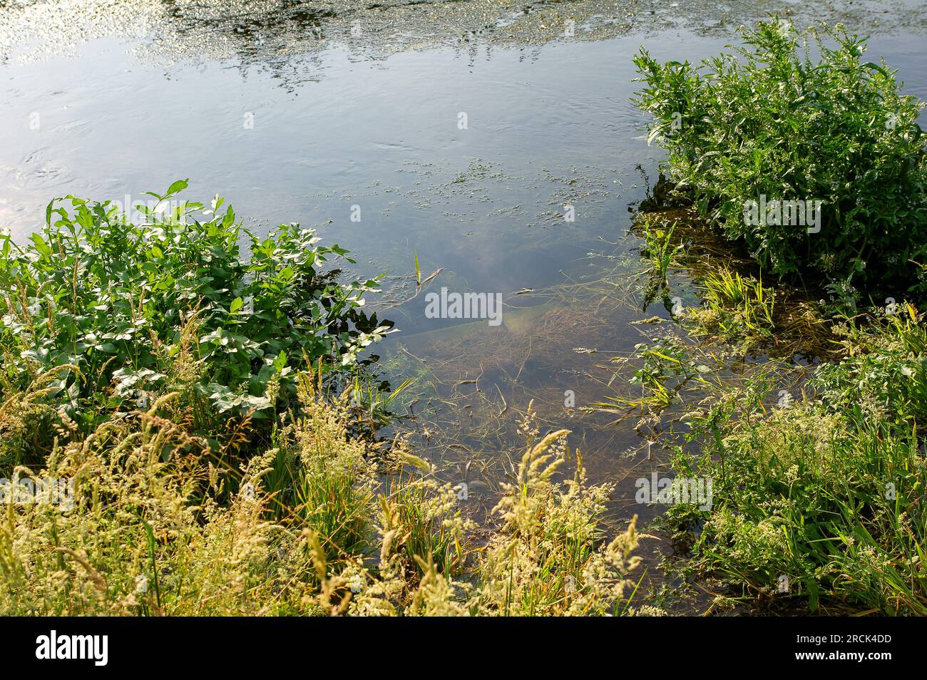 Dorney, Buckinghamshire, Regno Unito. 16 giugno 2023. Parte di un giardino residenziale sulla Eton Wick Road che torna su Roundmoor Ditch vicino a Dorney Common è stata sott'acqua per un paio di settimane (nella foto). Thames Water dice che non è un loro problema e i residenti sono sempre più frustrati, soprattutto perché si dice che ci sia un "puzzo di acque reflue" proveniente dall'acqua la sera. Le acque del Tamigi possono essere scaricate nel Roundmoor Ditch, ma secondo i loro registri l'ultimo scarico è avvenuto nel gennaio di quest'anno. Credito: Maureen McLean/Alamy Foto Stock