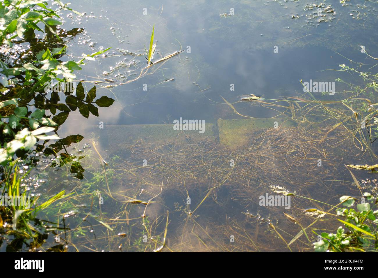 Dorney, Buckinghamshire, Regno Unito. 16 giugno 2023. Parte di un giardino residenziale sulla Eton Wick Road che torna su Roundmoor Ditch vicino a Dorney Common è stata sott'acqua per un paio di settimane (nella foto). Thames Water dice che non è un loro problema e i residenti sono sempre più frustrati, soprattutto perché si dice che ci sia un "puzzo di acque reflue" proveniente dall'acqua la sera. Le acque del Tamigi possono essere scaricate nel Roundmoor Ditch, ma secondo i loro registri l'ultimo scarico è avvenuto nel gennaio di quest'anno. Credito: Maureen McLean/Alamy Foto Stock