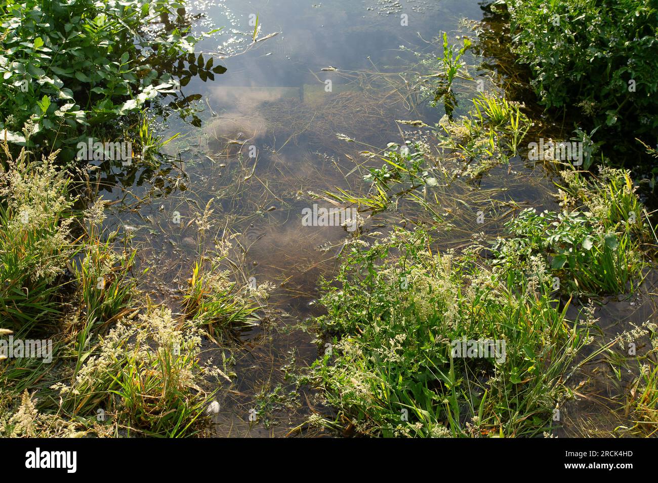 Dorney, Buckinghamshire, Regno Unito. 16 giugno 2023. Parte di un giardino residenziale sulla Eton Wick Road che torna su Roundmoor Ditch vicino a Dorney Common è stata sott'acqua per un paio di settimane (nella foto). Thames Water dice che non è un loro problema e i residenti sono sempre più frustrati, soprattutto perché si dice che ci sia un "puzzo di acque reflue" proveniente dall'acqua la sera. Le acque del Tamigi possono essere scaricate nel Roundmoor Ditch, ma secondo i loro registri l'ultimo scarico è avvenuto nel gennaio di quest'anno. Credito: Maureen McLean/Alamy Foto Stock