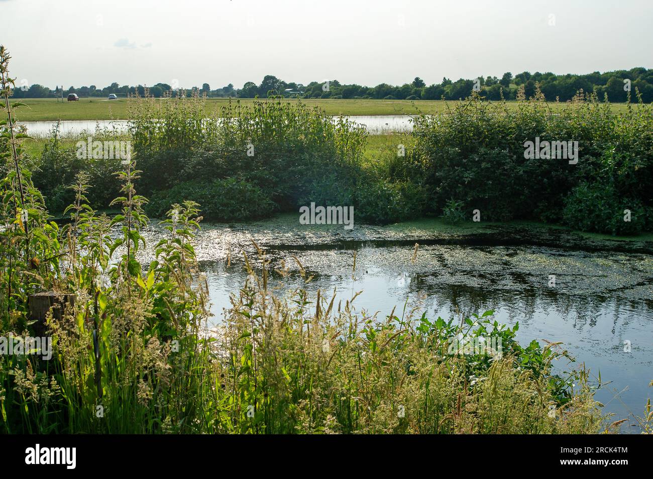 Dorney, Buckinghamshire, Regno Unito. 16 giugno 2023. Parte di un giardino residenziale sulla Eton Wick Road che torna su Roundmoor Ditch vicino a Dorney Common è stata sott'acqua per un paio di settimane (nella foto). Thames Water dice che non è un loro problema e i residenti sono sempre più frustrati, soprattutto perché si dice che ci sia un "puzzo di acque reflue" proveniente dall'acqua la sera. Le acque del Tamigi possono essere scaricate nel Roundmoor Ditch, ma secondo i loro registri l'ultimo scarico è avvenuto nel gennaio di quest'anno. Credito: Maureen McLean/Alamy Foto Stock