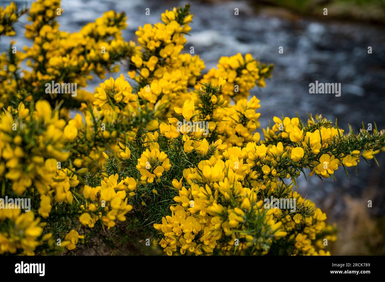 Yellow Common Gorse, Glendalough, County Wicklow, Repubblica d'Irlanda Foto Stock