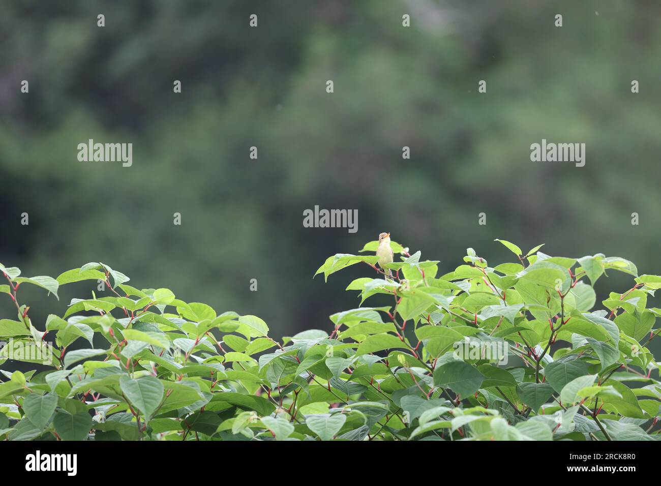 parula melodiosa seduta in un arbusto che canta Foto Stock