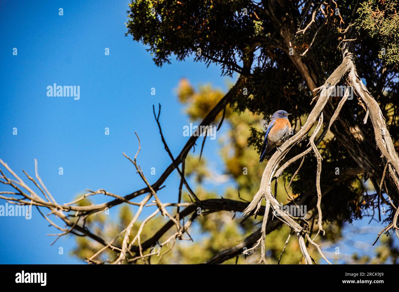 Uccello bluebird occidentale (Sialia mexicana) arroccato su un ginepro in Colorado, Stati Uniti Foto Stock