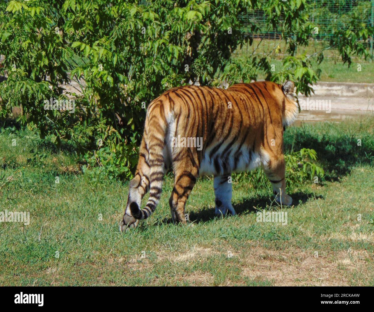 Tigre siberiana allo zoo di Oradea, Romania Foto Stock